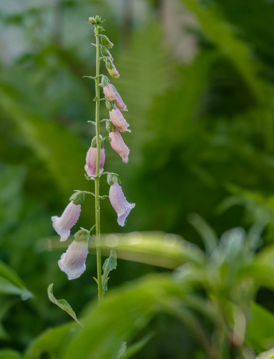 dctrwho09's tweet photo. Godmorgon. Varje bukett påminner mig om mamma, fint men smärtsamt. Hennes pioner och klematis växer nu här hemma. Snart blommar klematisen, lila eller rosa. På så vis får hon vara nära. Ta hand om varandra. https://t.co/j34hM2unr0