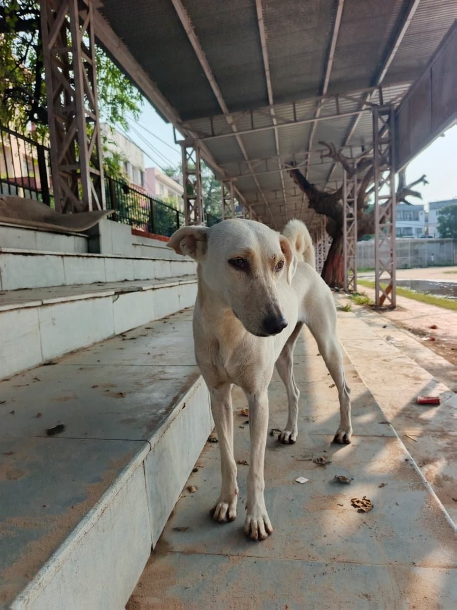 bba_tillu's tweet photo. Meet my new friend, Raju! https://t.co/3IdvzAI23D