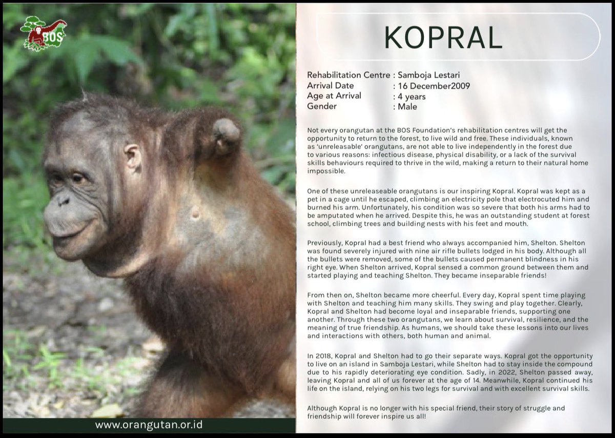 Dwynna_Win's tweet photo. kopral lost his arms and best friend.
but he never lost the will to survive🙁🫶 https://t.co/74CHaszxVU