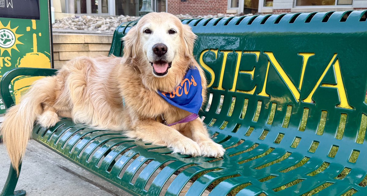 MikeFrezon's tweet photo. “BACK TO SCHOOL!! College is welcoming its incoming freshman. Parents have to say goodbye. And it’s time for me to go to work!”
-Sophie

#BrooksHaven #GoldenRetriever #grc #dogcelebration #Siena https://t.co/9m1aNntnCS