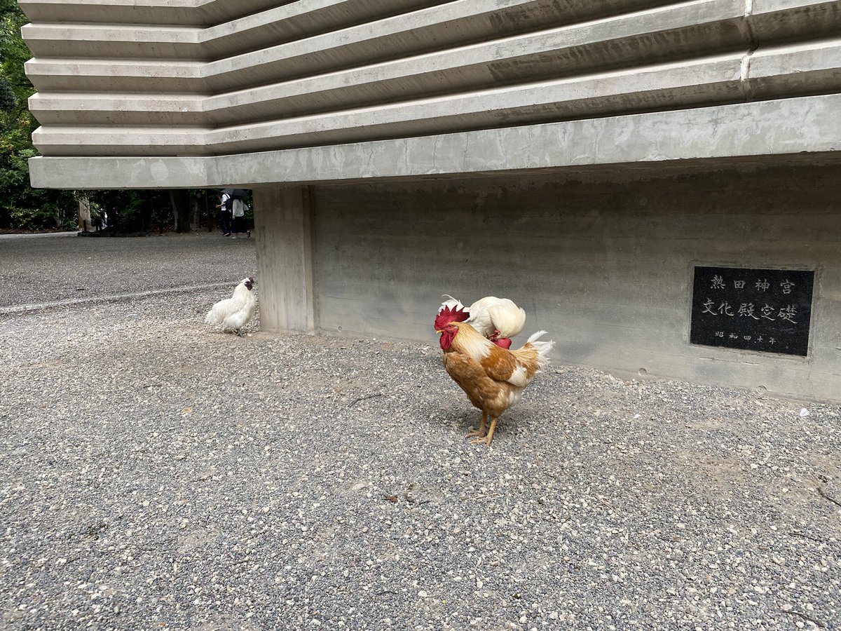 FunamushiS's tweet photo. 久しぶりに熱田神宮に行きました🐓🐓🐓
帰りにあつたnagayaの大久手山本屋で味噌煮込みうどん食べました。本店、総本家…これで山本屋はコンプしたのかな？バカ↓なので違いがわからん。全部美味い。 https://t.co/mWkZfeLiN2