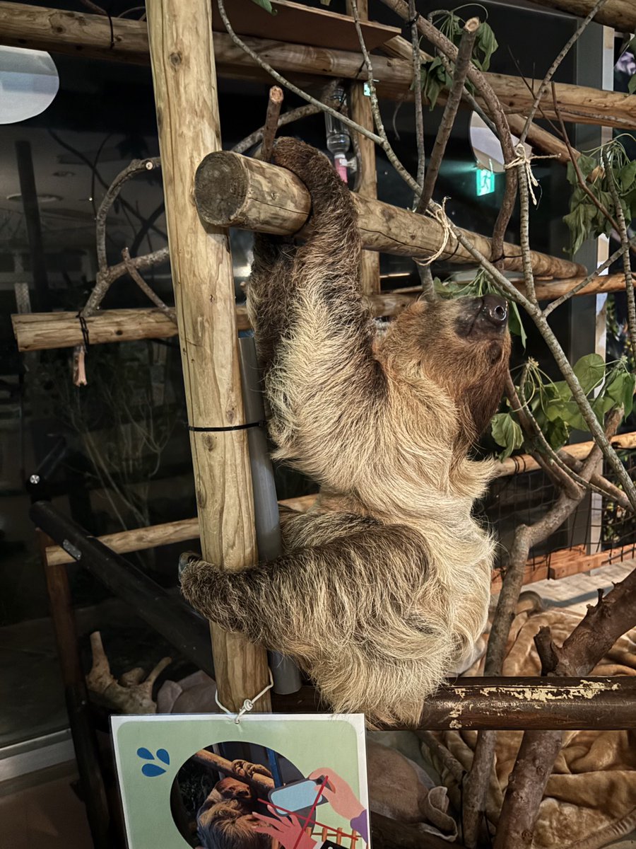 neopark754's tweet photo. 夜の動物園中、謎のポーズでうとうとしている「かぼす」（さと）

#ネオパーク　#フタユビナマケモノ https://t.co/ZYmhdW35j1