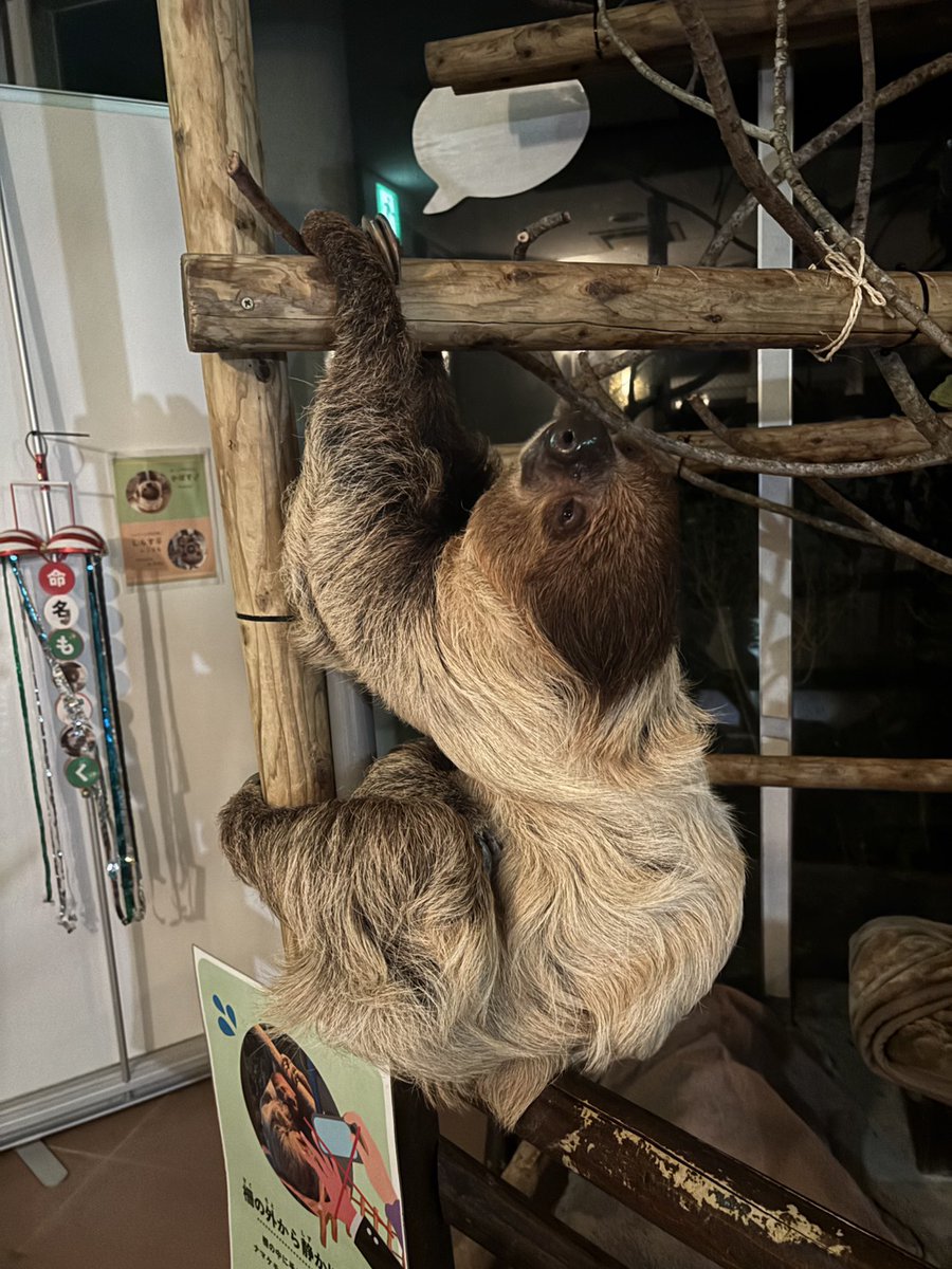 neopark754's tweet photo. 夜の動物園中、謎のポーズでうとうとしている「かぼす」（さと）

#ネオパーク　#フタユビナマケモノ https://t.co/ZYmhdW35j1