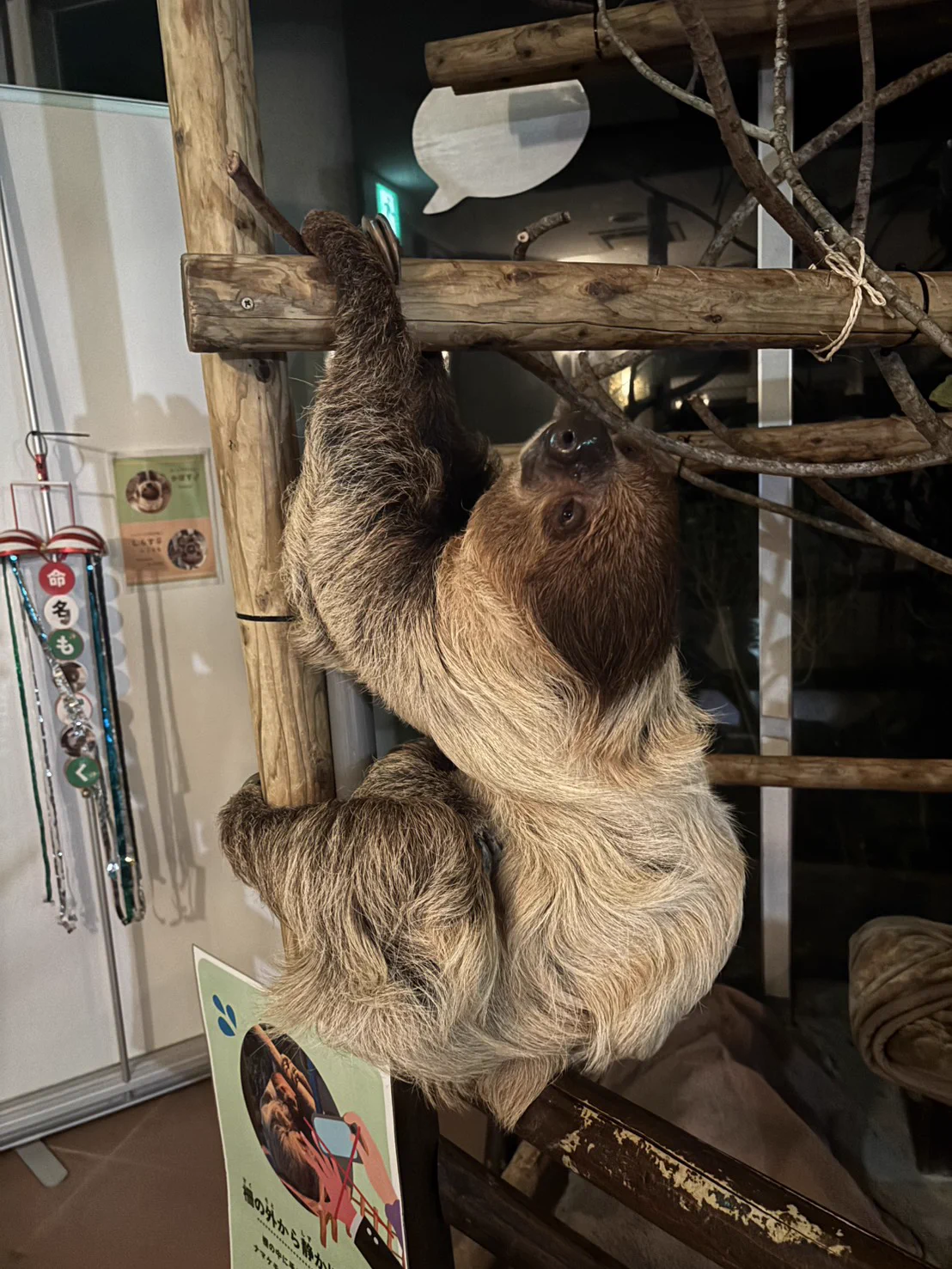 ナマケモノ研究所(The sloth research center)🦥 on X: 