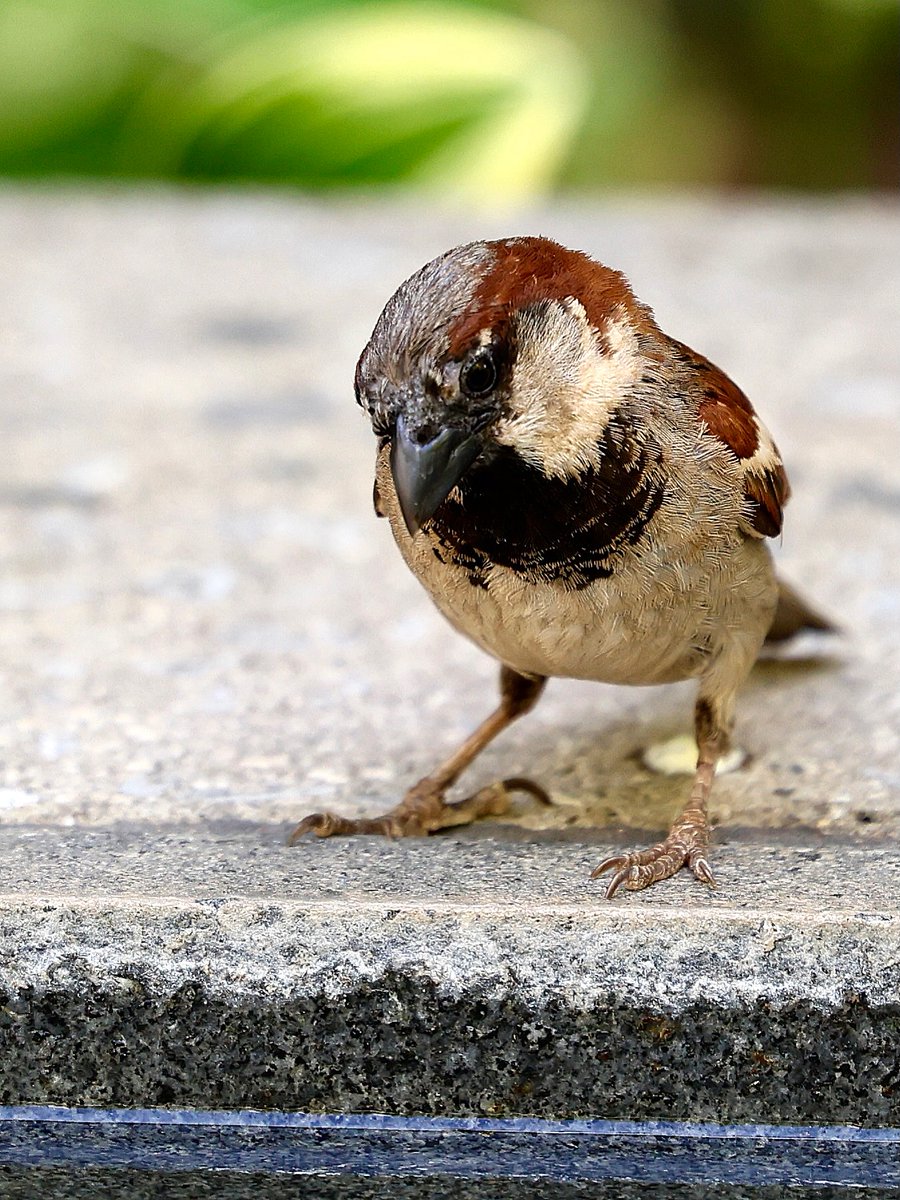 031996's tweet photo. A House Sparrow I spotted in downtown Greenville looked like he was posing for the camera. https://t.co/fXvKJwkfiT