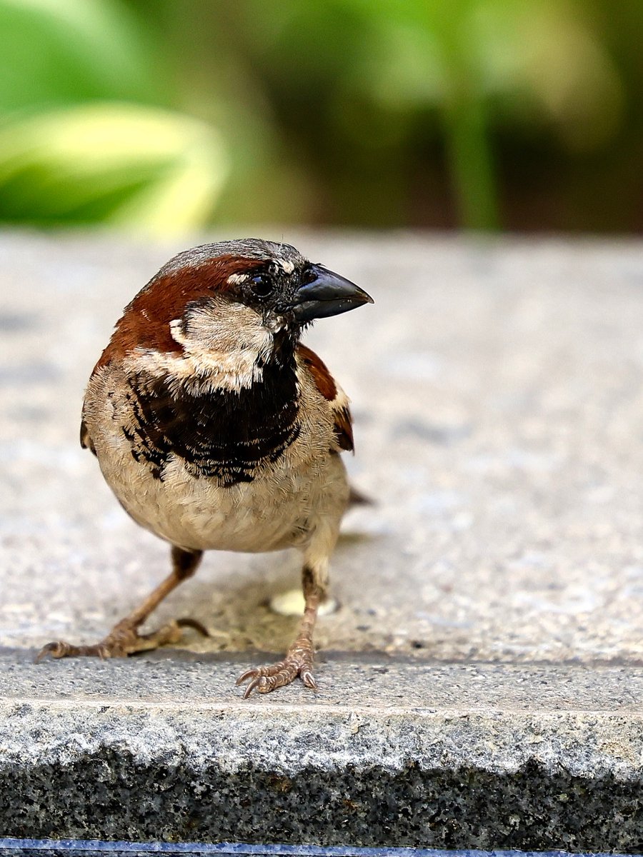 031996's tweet photo. A House Sparrow I spotted in downtown Greenville looked like he was posing for the camera. https://t.co/fXvKJwkfiT