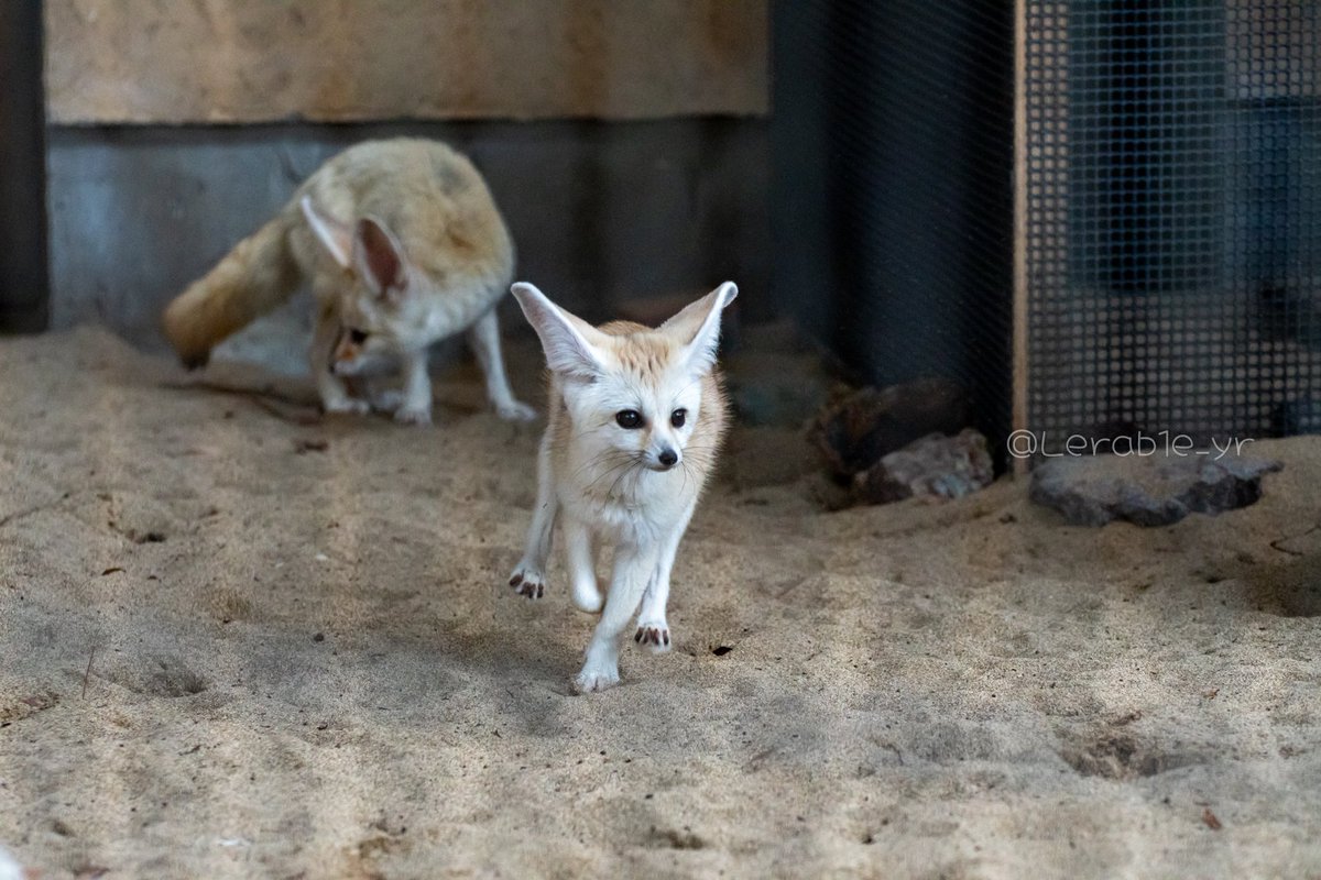 Lerab1e_zoo's tweet photo. 走る走る✨️

📷️2026.08
#フェネック #井の頭自然文化園 https://t.co/rMQ1KgFxoh
