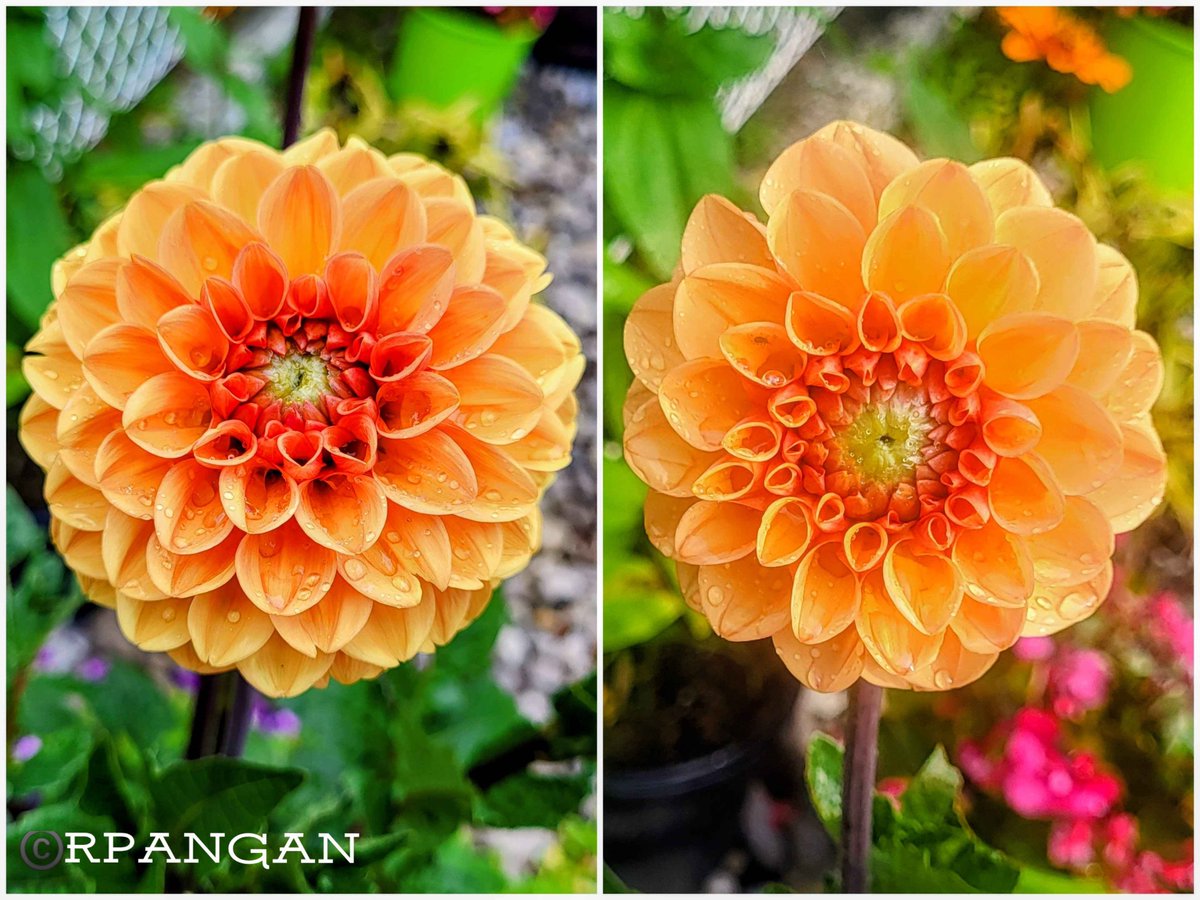 peREMnial's tweet photo. Tangerine dreams light up the late summer garden. 🧡🧡

#FlowersOnFriday 
#MyGarden
#gardening
#dahlias 
#flowerphotography
#orangefriday
#goldenhour

📸Aug. 19, 2026 https://t.co/Jt9XC0uIvh