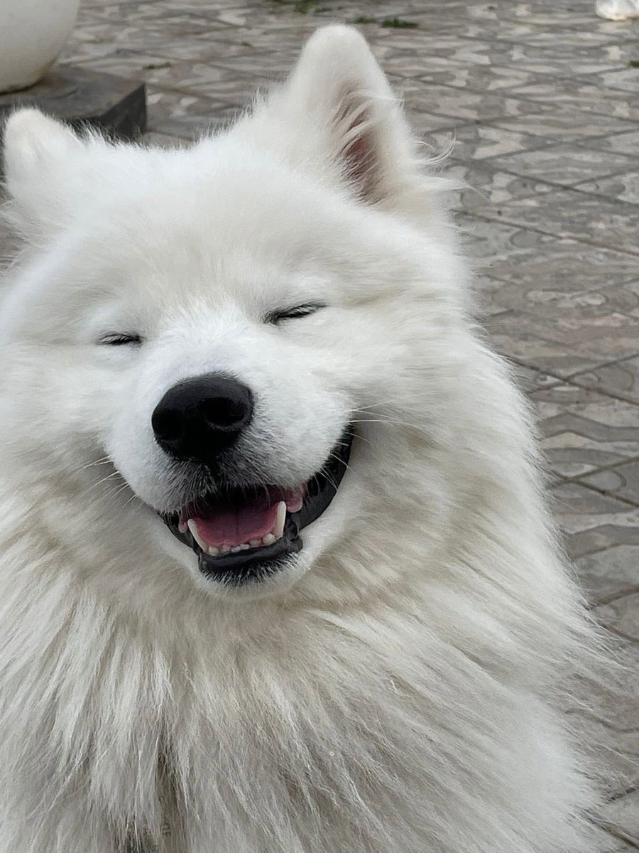sstaess's tweet photo. เป๊ะ 🐶εїз ･͛♡̷̷̷･͛ https://t.co/LC6sXBJzMP