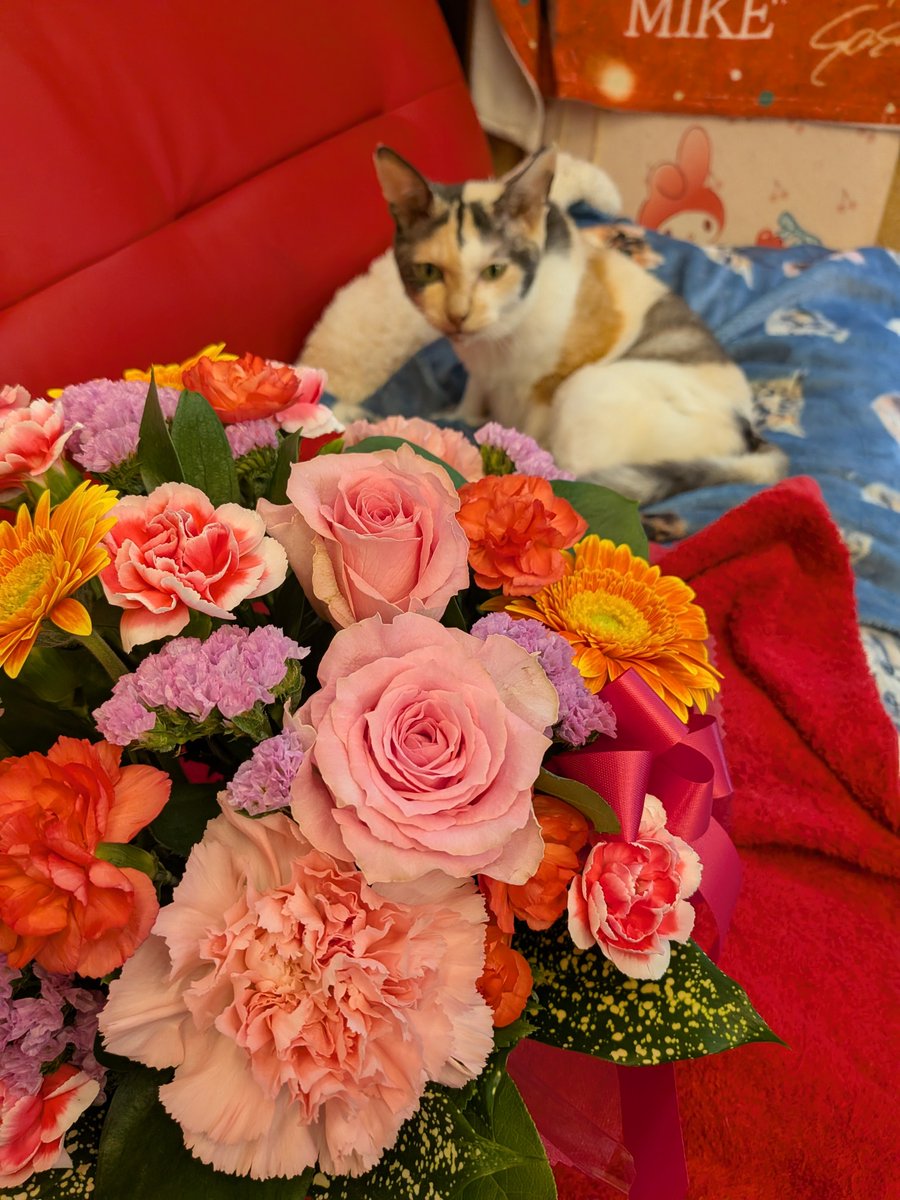 ojm52811's tweet photo. シカゴ在住のフォロワーさんよりミケちゃんに素敵なお花が届けられました💐ありがとうございました😊
ミケちゃん「陽子さんアメリカからわざわざ手配してくれてありがと〜サンキューね〜(⁠◕⁠ᴗ⁠◕⁠✿⁠)」 https://t.co/AiMy2kRLtD