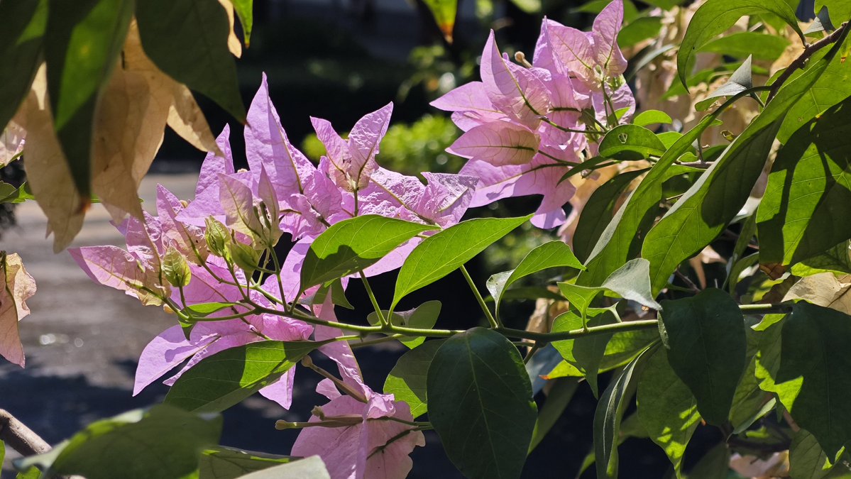 Fordntm's tweet photo. Bougainvillea in full sunlight is so beautiful https://t.co/00CbYMkWg9