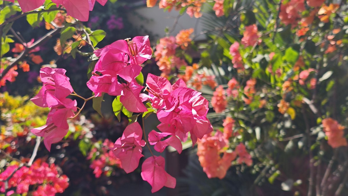 Fordntm's tweet photo. Bougainvillea in full sunlight is so beautiful https://t.co/00CbYMkWg9