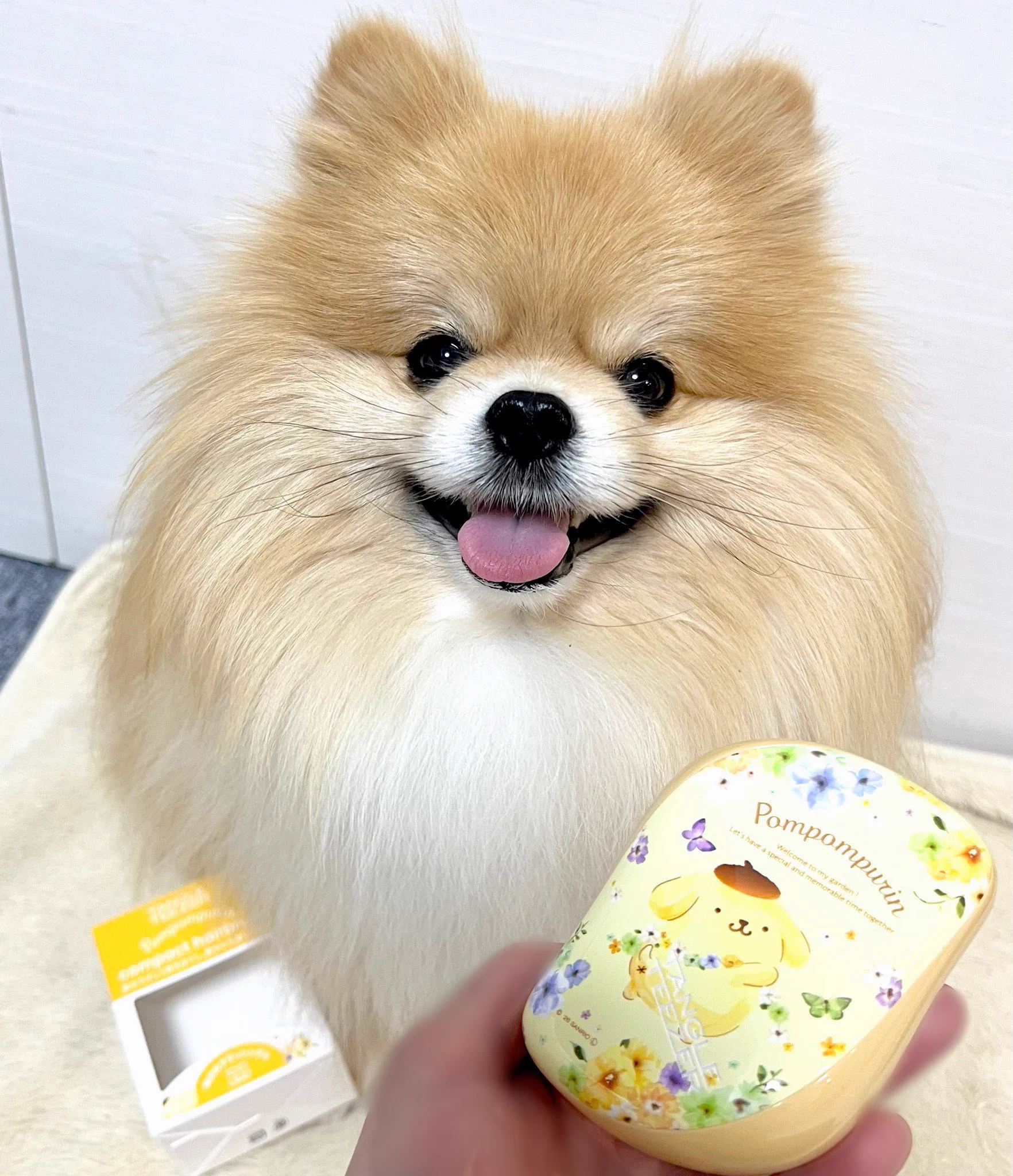 もちゃん🐶🍮ポメラニアン (@mochan__1222) / X