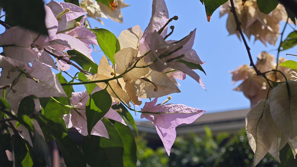 Fordntm's tweet photo. Bougainvillea in full sunlight is so beautiful https://t.co/00CbYMkWg9