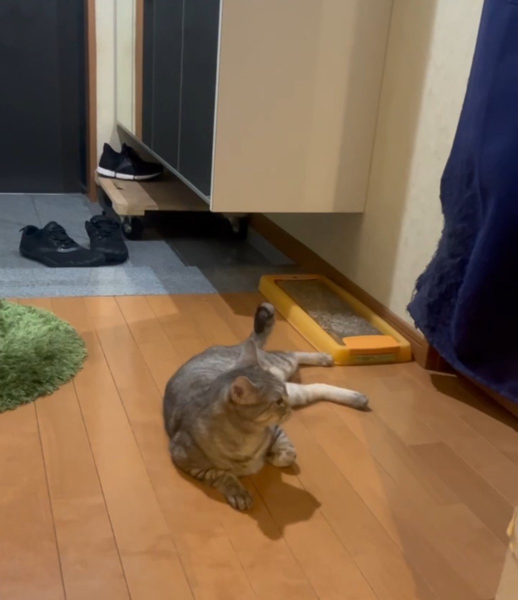 cofuraka's tweet photo. 帰ってこない主人を部屋の前で待ち続ける猫😭 https://t.co/eWK7WwtzOP