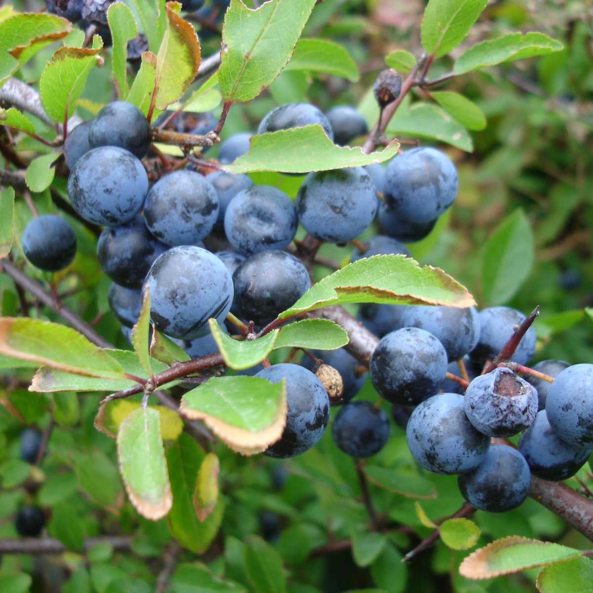 caledelspagesos's tweet photo. FRUITES DEL MES SETEMBRE: Aranyó, codony, figa, gerd, gínjol, grosella, magrana, meló, mora, nabiu, nectarina,  pera, poma, préssec, raïm. https://t.co/yf1UPcb6f3