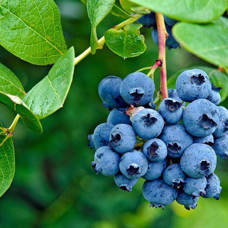caledelspagesos's tweet photo. FRUITES DEL MES SETEMBRE: Aranyó, codony, figa, gerd, gínjol, grosella, magrana, meló, mora, nabiu, nectarina,  pera, poma, préssec, raïm. https://t.co/yf1UPcb6f3