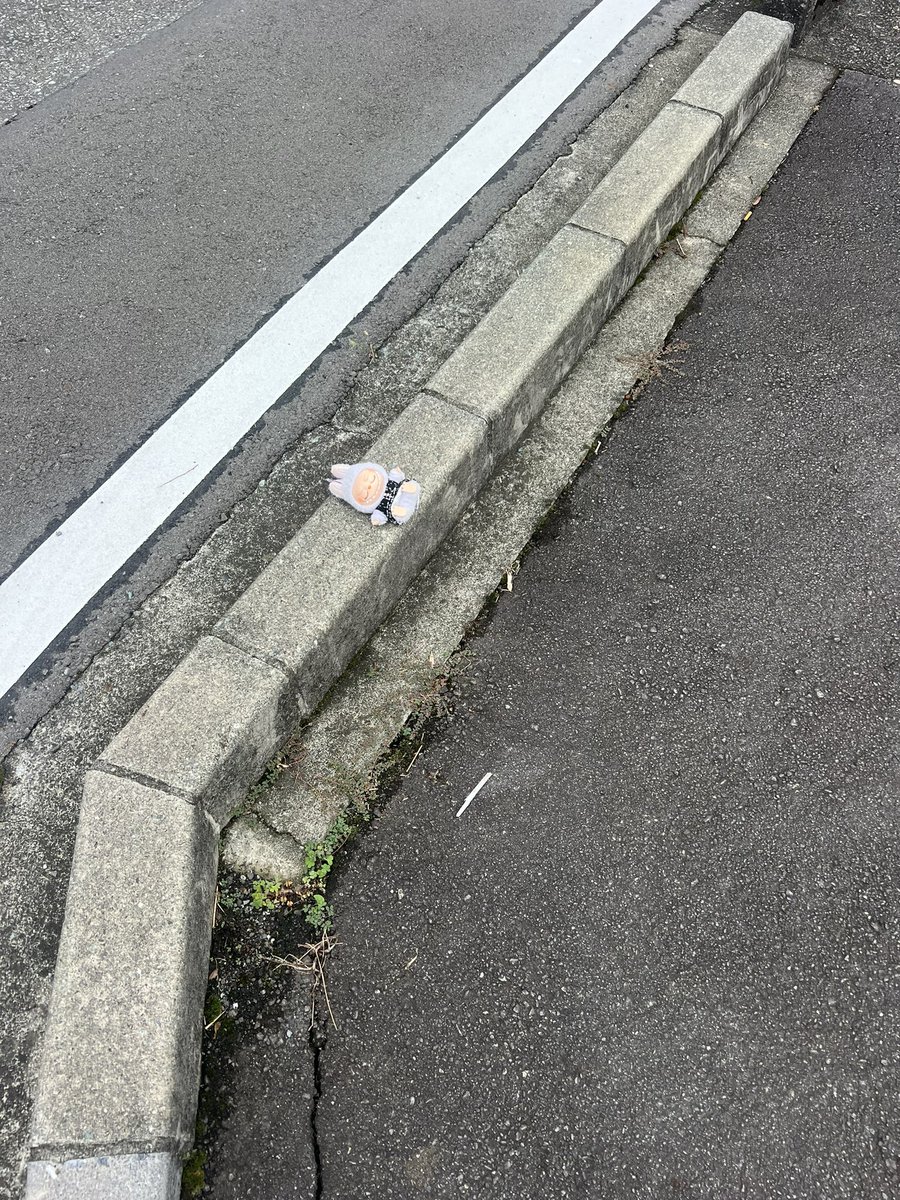 1001T2's tweet photo. ガチなんだけど道でらぶぶが寝てた、、、、らぶぶ初めて見た、、、 https://t.co/uFJmsCOiMJ