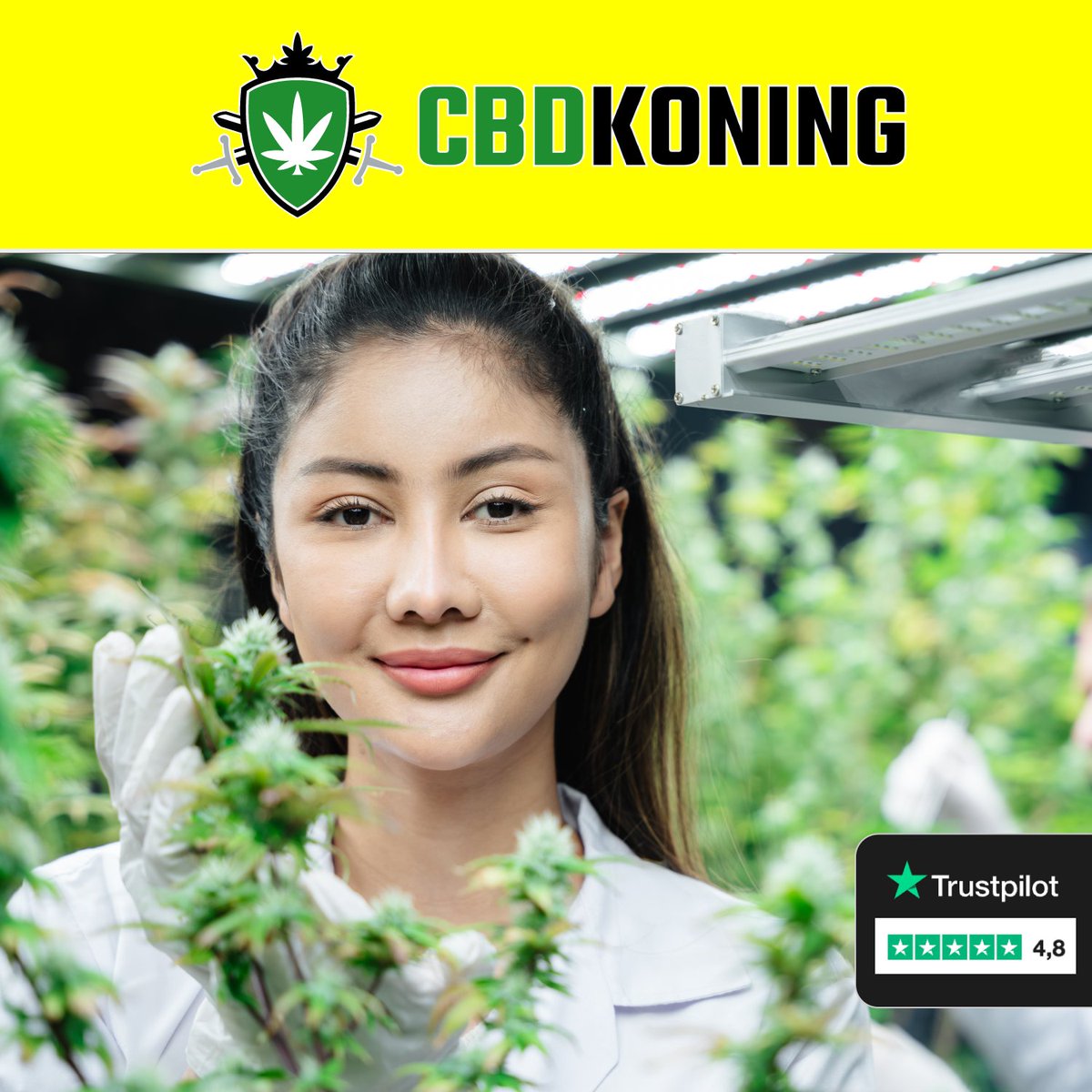 CBDkopen's tweet photo. Wij verkopen CBD producten die minder dan 0,3% THC bevatten!

Deze producten zijn legaal in heel Europa 🔊🔚

https://t.co/O1yfqxkYxS

#cbd #cbdkopen #nolimitt #omegleaks
#Brugge #Leuven #AI https://t.co/bhpnFTddVq
