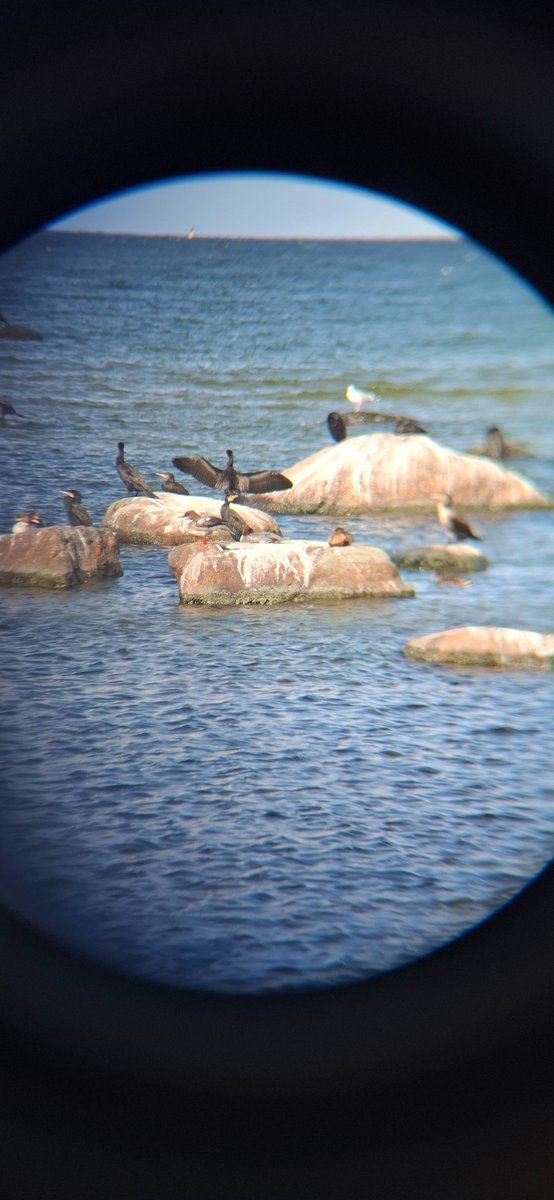 AsakuraSimp's tweet photo. looked at birds yesterday, was awesome https://t.co/YJTWviwOUB