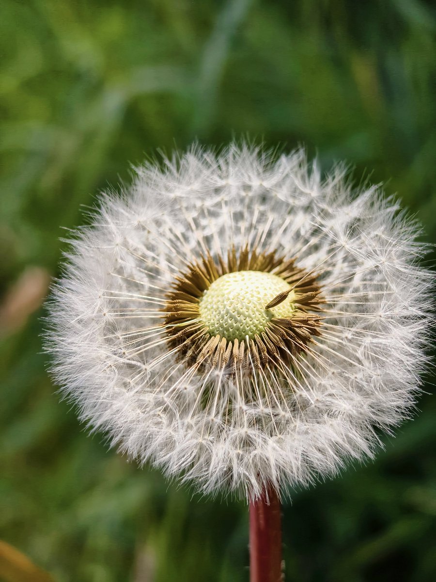 watchwec's tweet photo. Life is full of hope like a dandelion🌼 https://t.co/zX2HkhN692