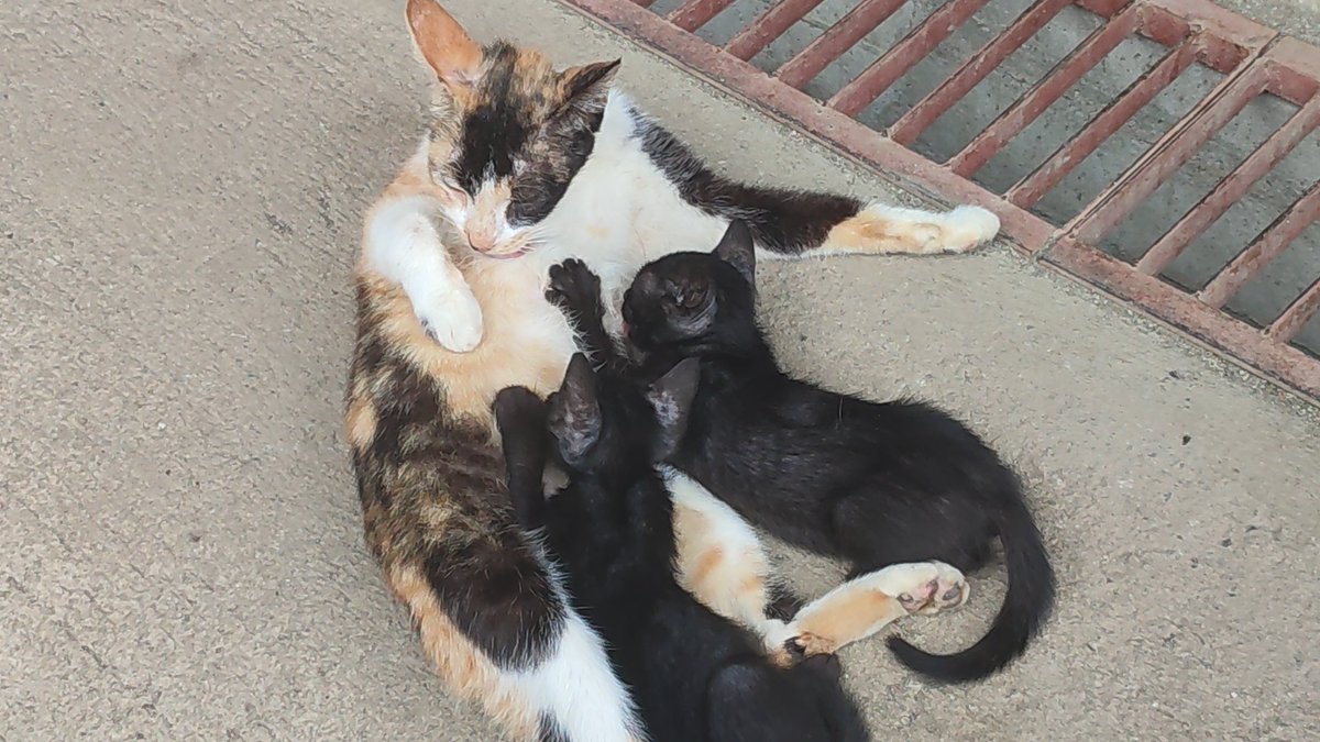 aizeuna's tweet photo. TSUMU CAME HOME 😭 found him all the way at the end of the street

Here they are with Mammamia https://t.co/yNI4rWAmET