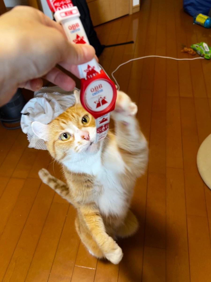 tiny_typhoons's tweet photo. QBBチーズの腕時計！イオンのガチャ屋で一本釣りした！
かわいい！実習に持って行こう！

#猫好きさんと繋がりたい  #猫のいる暮らし #アメリカンカール #キンカロー https://t.co/TS3DHuqfg0