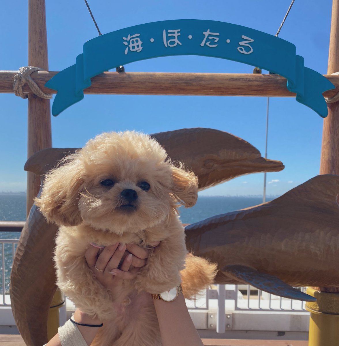 ganmo926_'s tweet photo. 🌤️🐘🎪 https://t.co/PhrkzL9wHF