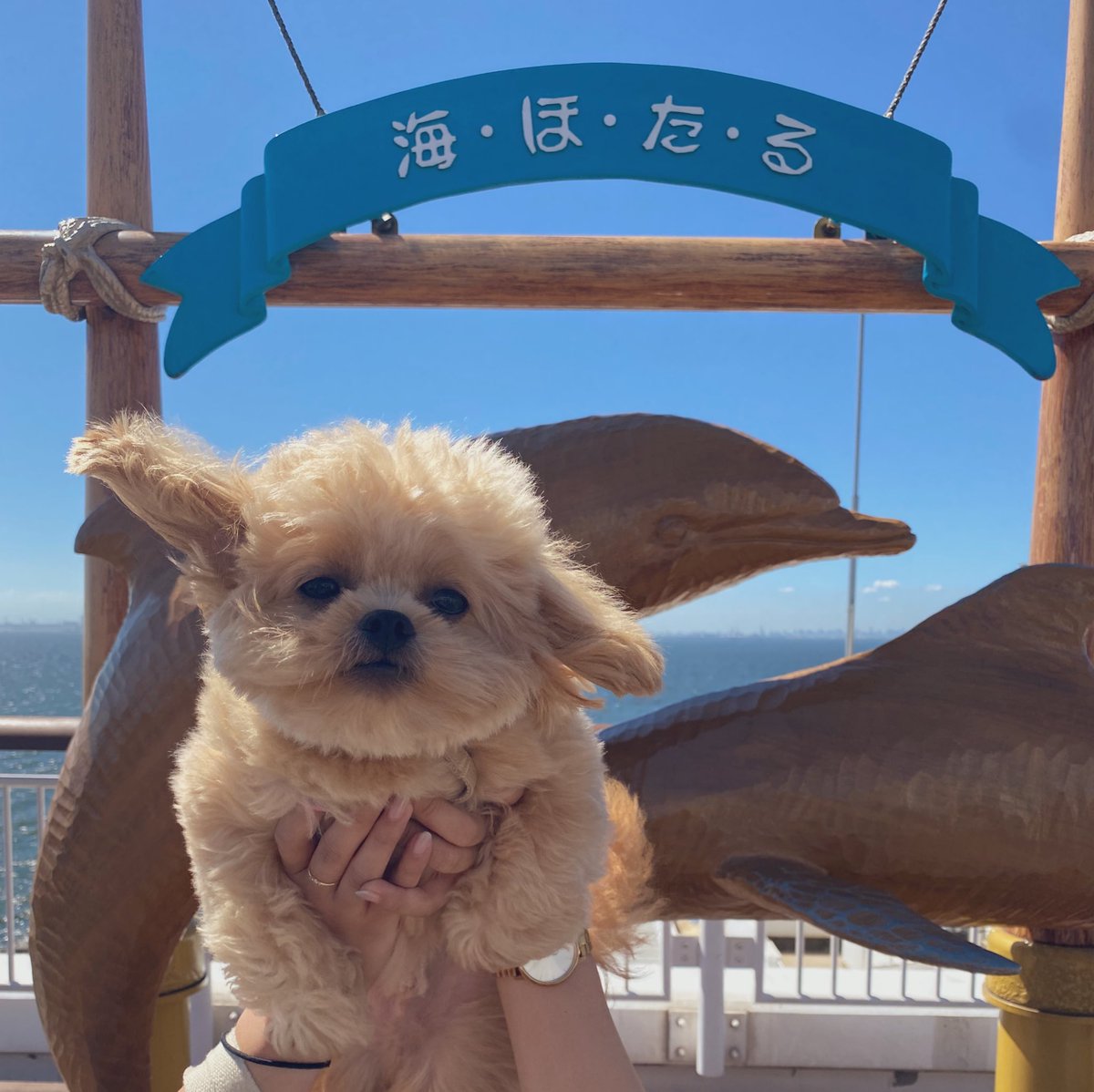 ganmo926_'s tweet photo. 🌤️🐘🎪 https://t.co/PhrkzL9wHF