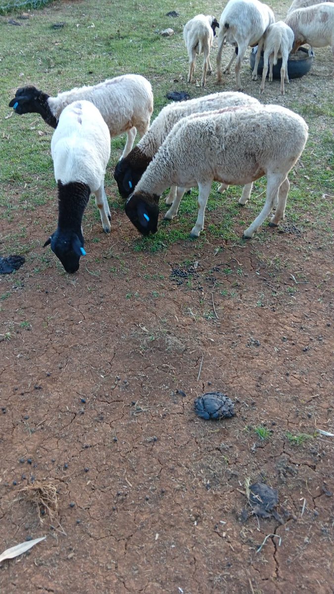 Kimaiyo's tweet photo. I meant business.

Soon ntakua nawauzia mbuzi Na kondoo tu hapa. 

Twitter will be my main market. https://t.co/5llhfpQNLm