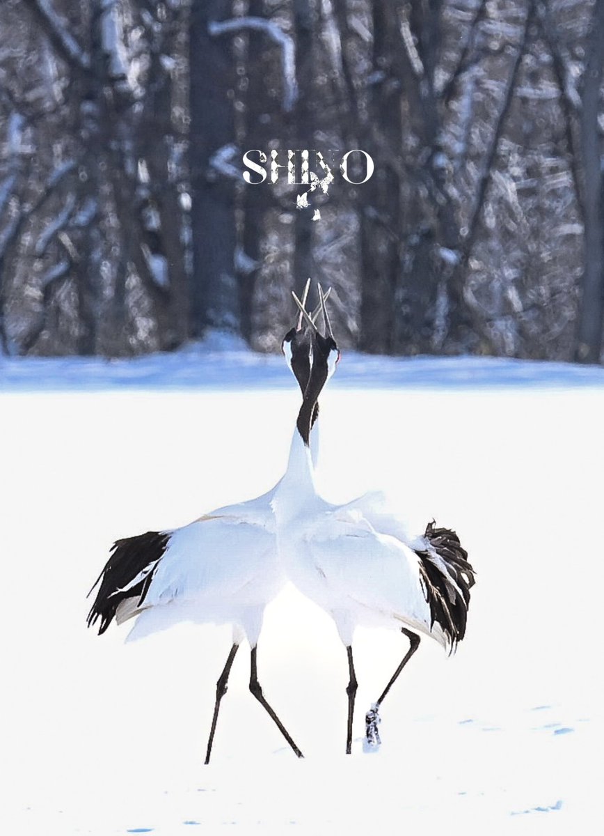 dressendoris's tweet photo. ⚜️NEW VISUAL COLLECTION⚜️
【丹頂の円舞曲】
-Waltz of the Red-Crowned Crane-

wildlife photography：SHINO
Subject：丹頂
location：釧路

#丹頂
#名もなき世界のかけら 
#nikonz6III 
#FashionFilm
#ヴィジュアル系衣装デザイナー https://t.co/WxPmnL13RT