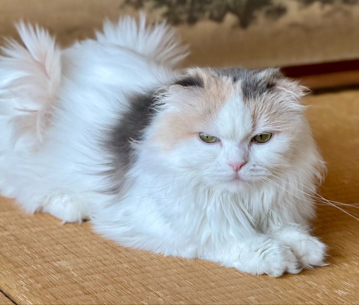 pinichannel's tweet photo. 今日も雨〜☂️😸
まったりニャンコたちと遊んでた。
サマーカットからすぐ伸びて👼羽みたいになってきたよ・・ https://t.co/Lslb0yceUF