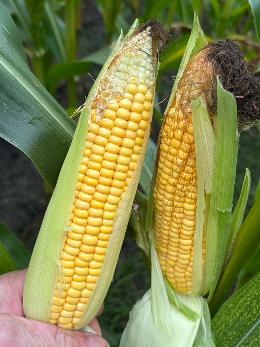 EuroKoeIDEE's tweet photo. Het is niet vanzelfsprekend dat een grote kerel een grote worm 🪱 heeft en dat is ook bij snijmais zo dat de kolf aan een grote plant niet veel groter is dan aan een kleine plant 🌽 https://t.co/8oLINW2nar