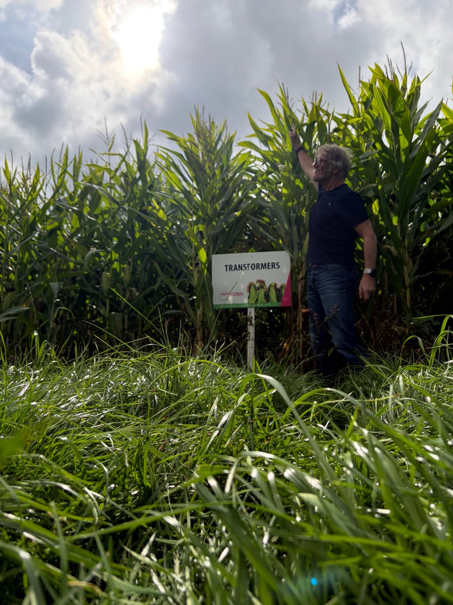 EuroKoeIDEE's tweet photo. Het is niet vanzelfsprekend dat een grote kerel een grote worm 🪱 heeft en dat is ook bij snijmais zo dat de kolf aan een grote plant niet veel groter is dan aan een kleine plant 🌽 https://t.co/8oLINW2nar
