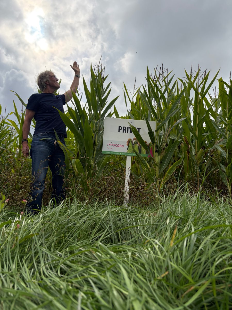 EuroKoeIDEE's tweet photo. Het is niet vanzelfsprekend dat een grote kerel een grote worm 🪱 heeft en dat is ook bij snijmais zo dat de kolf aan een grote plant niet veel groter is dan aan een kleine plant 🌽 https://t.co/8oLINW2nar