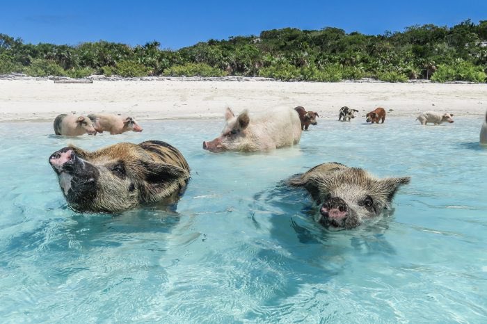 ninavars's tweet photo. ¿Habéis oído hablar de Pig Beach, en las Bahamas? Hay que traer unos cuantos de estos y proteger así la frontera de Ceuta. https://t.co/NrfECcGo1g
