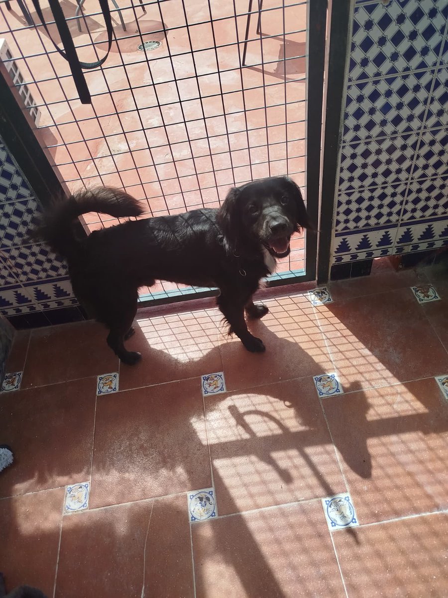 solucar_radio's tweet photo. 📷 Bacón y Croqueta buscan un nuevo hogar en Sanlúcar la Mayor
📷Para más información sobre la adopción, las personas interesadas pueden contactar con la Policía Local de Sanlúcar la Mayor en el teléfono 955 100 600. https://t.co/k3gkre38O6