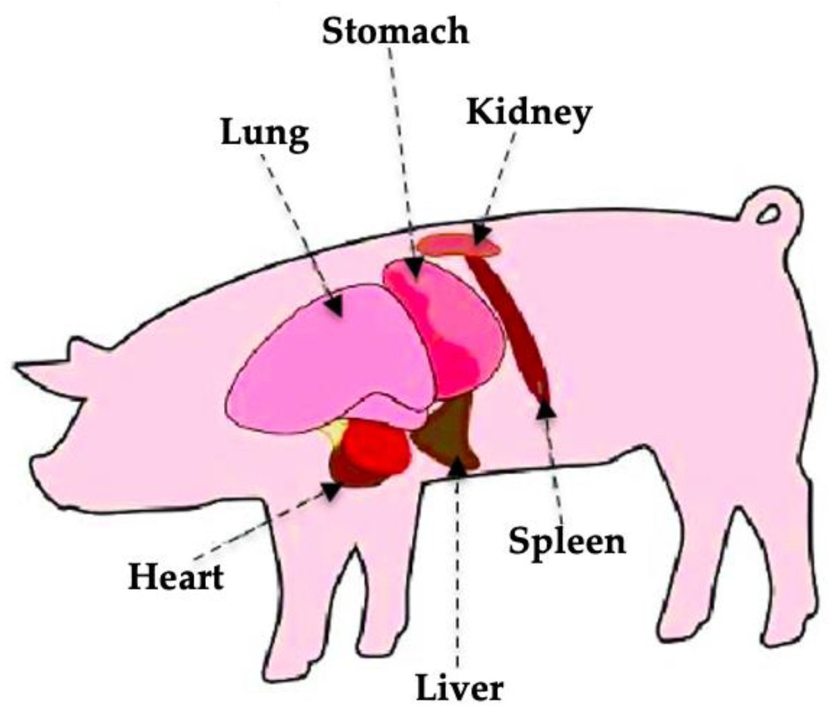LiversMdpi's tweet photo. 📢 Editor’s Choice in #LiversMDPI

 🧪 Pyka et al. developed FibroScan® cap geometries for non-invasive liver assessment using a pig model.
 🧬 In vivo results showed high agreement with the numerical model.

 📖 https://t.co/fgTN2DK0ZS

 #Elastography #PigLiver #FibroScan https://t.co/wzWUiLpuh4