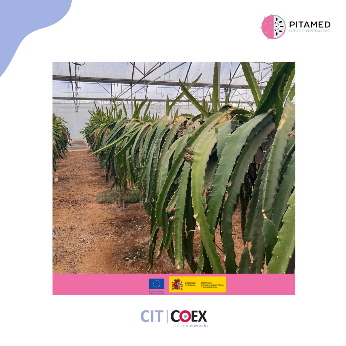 Gopitamed's tweet photo. 🌵 De la flor al fruto: ¡así avanza la pitaya en GO PITAMED! 🌸���

🌸 Gran Canaria vive un pico de floración. 🍈 Tenerife está en plena recolección. 🌱 Almería cosecha y prepara nuevos botones florales.
Distintos ritmos por zonas para aprender de cada campaña. 🔬🌱 https://t.co/SkK07yrnWX