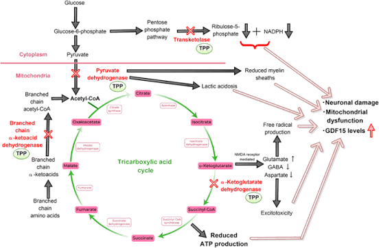Elijahkrings's tweet photo. The impact that a magnesium-thiamine protocol has on the well-being of someones digestive tract cannot be compared in my opinion

Impacts on cellular energy metabolism, cholinergic transmission, excitatory:inhibitory balance, usage of ATP and buffering stress are just too nice to overlook

Loo seriously into these compounds if you got any type of gut issues:

IBS
IBD
SIBO
SIFO
GERD
Gastritis
Lack of Bile
Lack of Enzymes
Insulin Resistance
Intestinal Dysbiosis
Chronic Constipation
