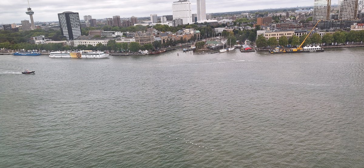 sydney2303r's tweet photo. De #WHD worden geopend door een wel heel elegante delegatie.
#Zwanen
#WereldHavenDagen
#Rotterdam https://t.co/C7KVDPjxbZ
