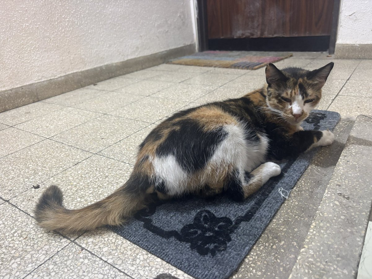 keterdriver's tweet photo. @JollaKatze Они сёстры?😁 https://t.co/4f0siCche6