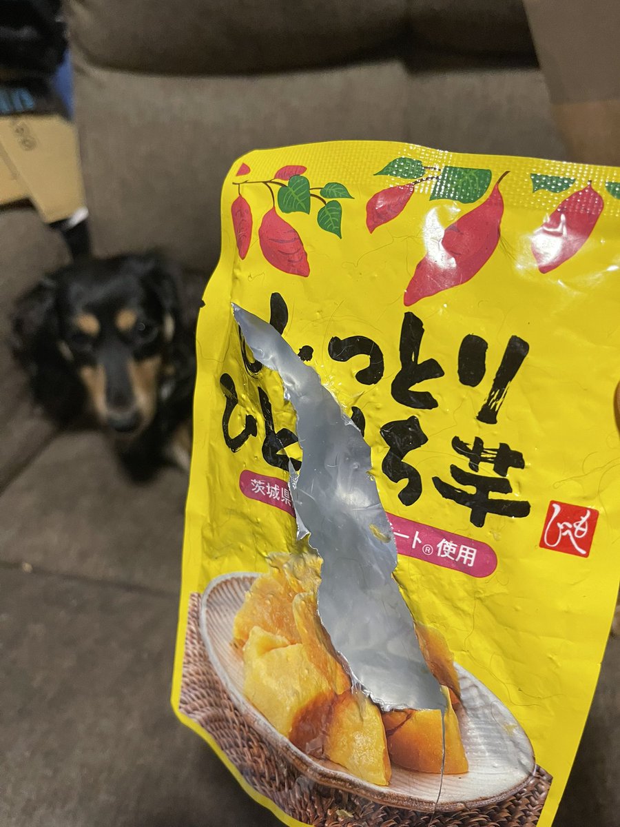 nana_7478's tweet photo. ない！！KALDIで買ったしっとりひとくち芋がない！！
私が楽しみにしてた🍠

犯人はどこだ！
🐶れいしらない(-ω-´  )ぷい
 #ミニチュアダックス
 #犬好きさんと繋がりたい
 #しっとりひとくち芋 https://t.co/i2pJSmGr70