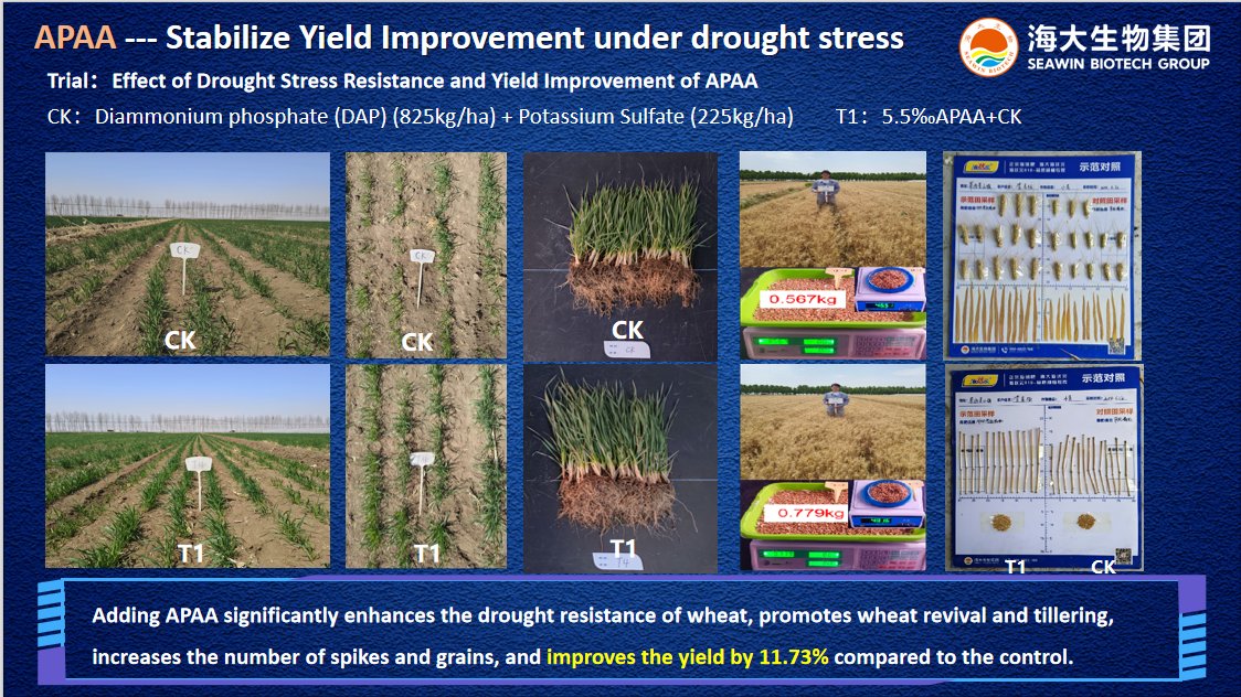 SalesSeawinner's tweet photo. How can APAA(Poly-γ-Glutamic Acid Rhamnolipid Ester) help your crops develop resistance to high temperatures and drought? https://t.co/haxkhDNsg1 #APAA #SEAWIN #QINGDAOSEAWINBIOTECH https://t.co/qQ2Spoo1kV