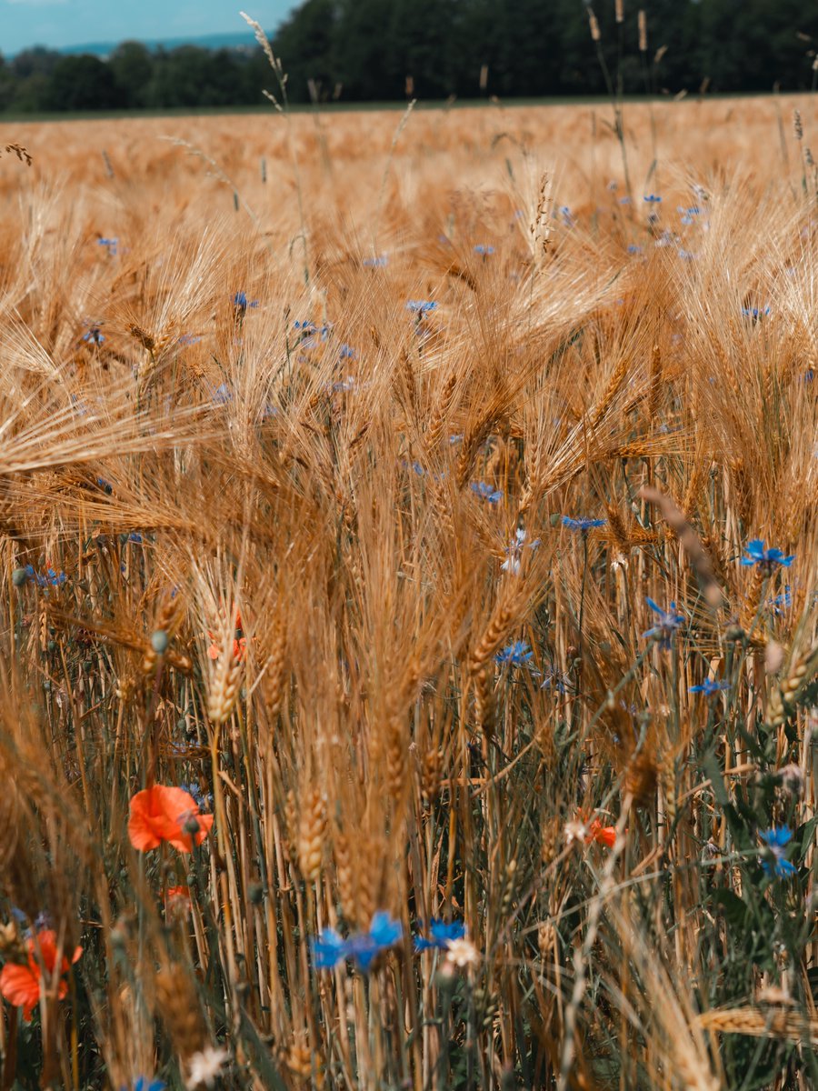 Tittyjmsm's tweet photo. Back when the grain had not yet been harvested and the drought was not so severe. Poppies and cornflowers always create a beautiful contrast in the field. https://t.co/xogqZjXy4X