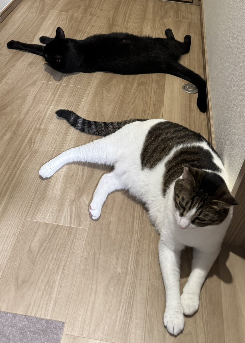 lurai_33's tweet photo. 猫たちが落ちてる https://t.co/efL9Oucb0u