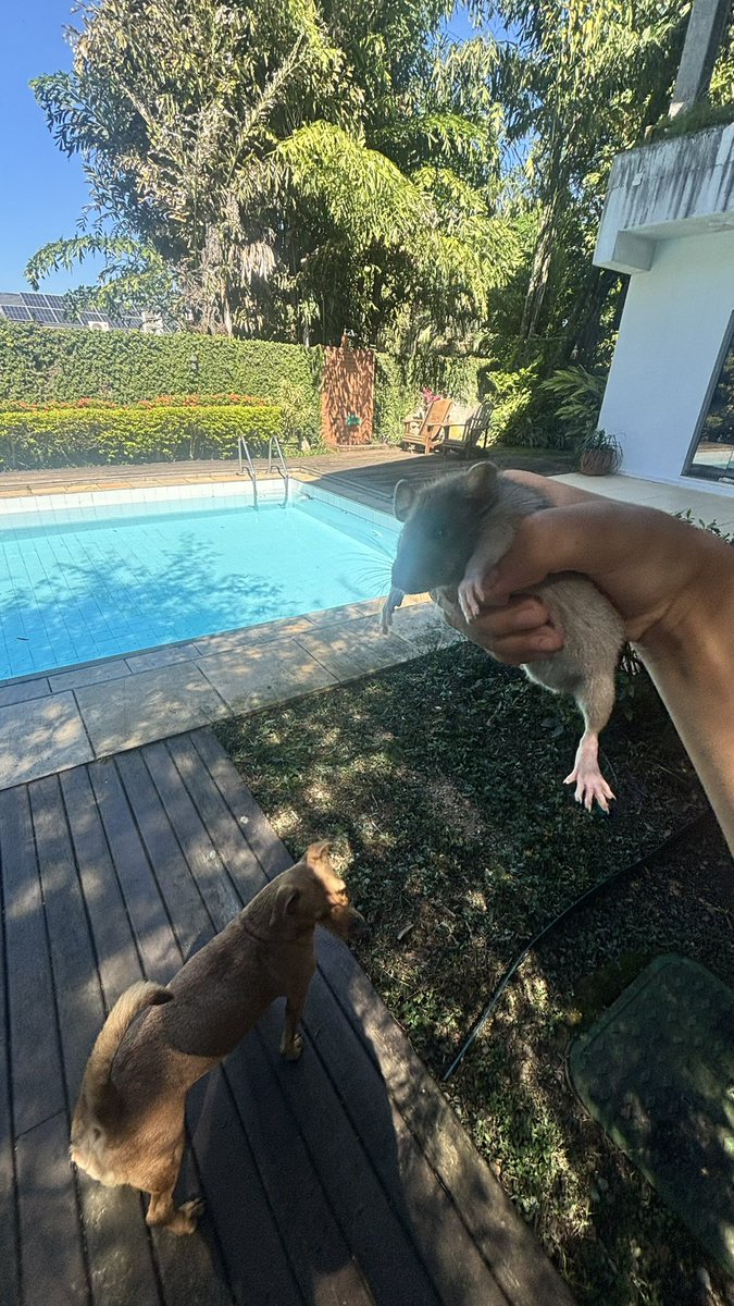 abjwyy's tweet photo. Primeira vez do baby rat fora de casa https://t.co/HlmfuXC10d