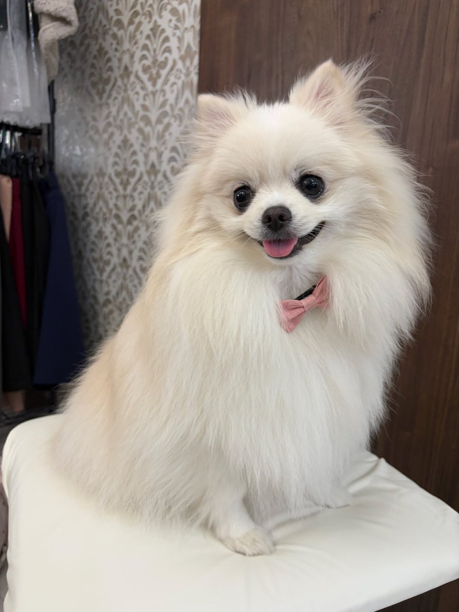 timo_0407's tweet photo. ついにアカウント開設🐶

【自己紹介】
・犬種▶︎ポメラニアン
・名前▶︎てぃも
・性格▶︎24時間かまちょ・犬見知り・強がり・ささみ、桃大好物
・年齢▶︎1歳5ヶ月
・体重▶︎3.5kg(太り気味、ダイエット中)

これから沢山てぃも🐶を発信していきますので可愛いと思った方はフォローお願いします🥰 https://t.co/P7lPWjD0G3