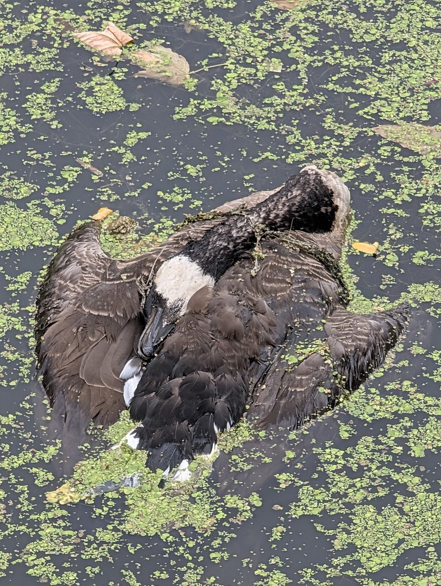 twitt3rvan's tweet photo. Dead Canada goose by Thames Lock, Brentford.

Just the one that I can see. So far.

@CanalRiverTrust https://t.co/l1oVbxwdvo