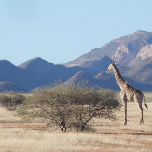 TyndallCentre's tweet photo. "a tangible, positive impact on the conservation of giraffe” 🦒👏

Dr Ellie Harris (UEA/Tyndall Centre) has turned her research into GiraffeClim: an interactive tool exploring how climate change could affect giraffe across Africa + where they might thrive: https://t.co/5yldX395Bq https://t.co/c0wSWkXs4I